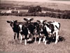 Calves