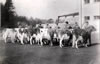 Cows_1969