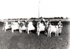 Cows_2