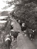 Cows