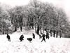 Woodroad_Winter