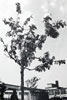 CAM_1976_-_36