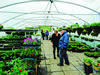 Netherthird_Community_Garden_Plant_Sale_-_BG