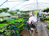 Netherthird_Community_garden_-_MG